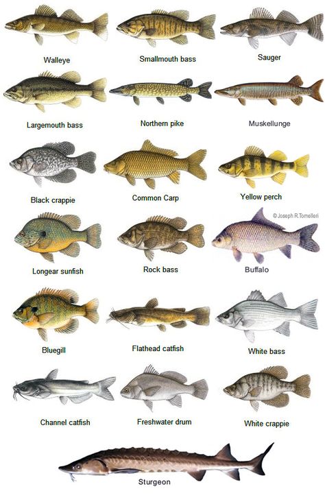 Fish Chart, Fish Types, River Fish, Ikan Air Tawar, Channel Catfish, Aquaponics Fish, Trout Fishing Tips, Salt Water Fishing, Smallmouth Bass