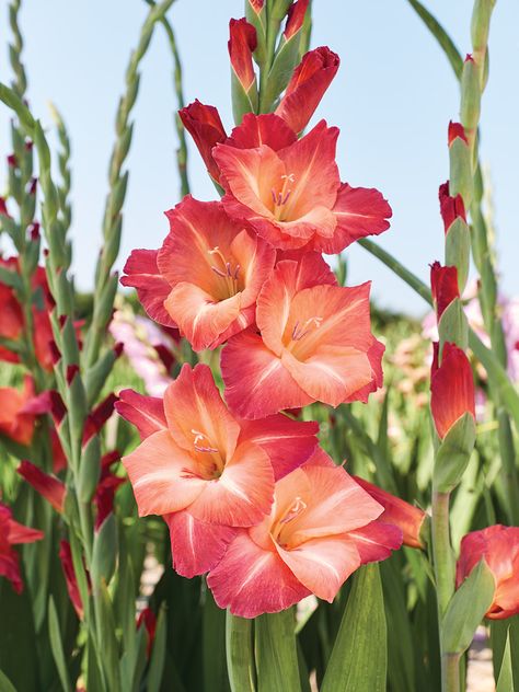 Gladiolus Tattoo, Flower References, Gladiolus Flower, Flower Reference, The Balcony, Birth Flower, Birth Month, Birth Flowers, Pretty Flowers