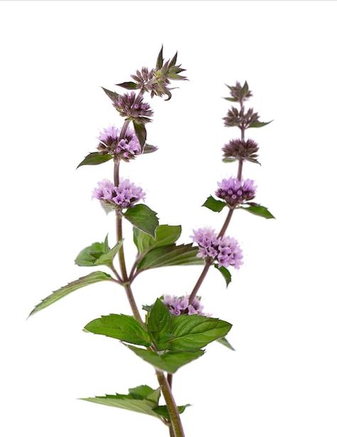 Premium Photo | Peppermint flowers isolated on white background. mint branch. herbal medicine. Pepermint Plant, Peppermint Flower, Peppermint Blossoms, Peppermint Plant, Background Mint, Medicine Plants, Mint Photography, Mint Plant, Mint Flower