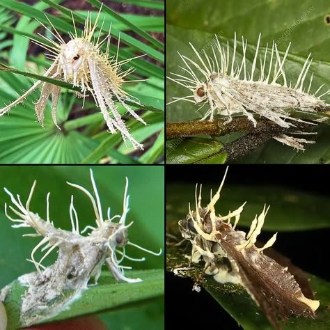 Moths covered in Cordyceps fungus (the kind that turns insects into zombies). Cordyceps is known to have the ability to control an insect’s end-of-life wanderings. This ensures that when the fungal spores are released, they will spread over a larger area than if they died low or on the ground. When a Cordyceps fungus attacks a host, the mycelium invades and eventually replaces the host tissue. By Leah Wood. Weird Insects, Slime Mould, Cool Bugs, Beautiful Bugs, The Host, Weird Creatures, Weird Animals, On The Ground, Nature Aesthetic