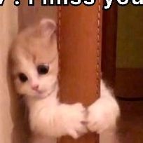 3.4M views · 792K likes | 𝙃𝙖𝙟𝙞 📍 on Instagram: "Miss you #imissyou #cat #foryourpage #instagramreels #dream #fypシ #vibes #reels" Cat Miss You, I Miss You Cat, I Miss You, Miss You, Random Stuff, Kittens, On Instagram, Quick Saves, Instagram