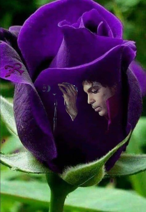 Relaxing Photos, Prince Music, Prince Images, Pictures Of Prince, Prince Tribute, The Artist Prince, Prince Purple Rain, Prince Art, Paisley Park