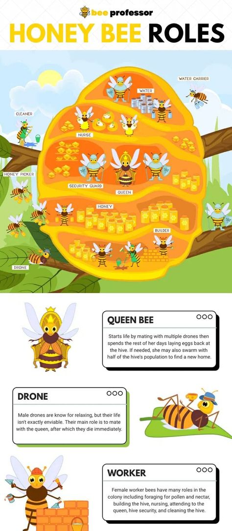 Honey Bee Infographic, Bee Infographic, Worker Bee, Water Carrier, Graphic Design Tutorials Learning, Yellow Bee, The Colony, Honey Bees, Save The Bees