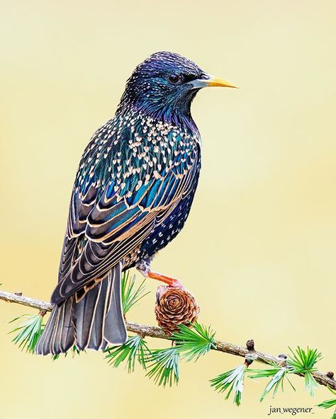 • European Starling • I have a fair few images of these stunning birds from back when I lived in Germany, but this is probably my favourite… European Starling, Common Starling, Common Birds, Scientific Name, All About Animals, Bird Drawings, Pretty Birds, Wildlife Animals, Starling