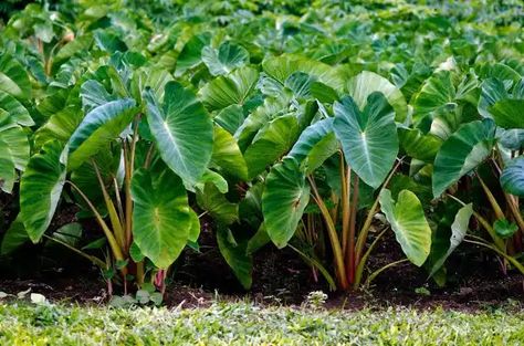 Taro (Colocasia esculenta) is a versatile and nutritious tuber that has been a staple in diets across various cultures for centuries. Beyond its culinary uses, taro boasts an array of medicinal health benefits, making it a valuable addition to a well-rounded and health-conscious lifestyle. One of the primary health benefits of taro is its rich nutritional profile. #NaturesPharmacy Comfrey Tea, Taro Leaves, Taro Plant, Taro Root, Home Grown Vegetables, Big Leaves, Replant, Root Vegetables, Propagating Plants