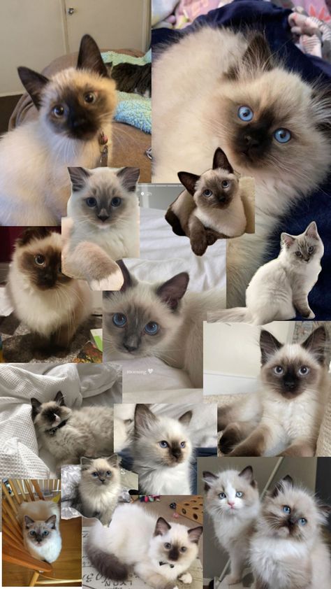 Types Of Cats, Siamese Cats, Cute Cats, Collage, Cars