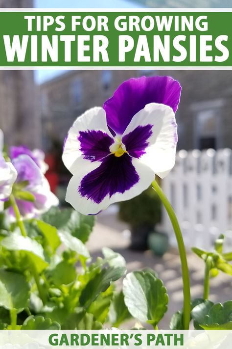 Winter pansies are a delightful sign of spring, even in deep winter. As long as there’s a few warm days, your pansies will perk up and do their stuff. They’re an excellent addition to your garden and containers. Learn our top tips for growing winter pansies now on Gardener's Path. #winterpansies #winter #gardenerspath Homestead Diy, Winter Pansies, Practical Garden, Winter Gardening, Winter Gardens, Garden Magic, Porch Flowers, Easy Gardening, Gardening Inspiration