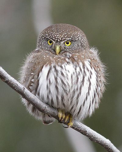 Northern Pygmy-Owl | Somers Bay - Flathead Lake, MT. Feb 16,… | Flickr Pygmy Owl, Awesome Owls, Owl Photos, Hoot Owl, Owl Pictures, Beautiful Owl, Owl Lovers, Owl Bird, Baby Owls