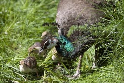 Raising Peafowl, Backyard Chicken Run, Chicken Backyard, Urban Chicken Farming, Hatching Chickens, Baby Chicks Raising, Chicken Incubator, Urban Chickens, The Chicks