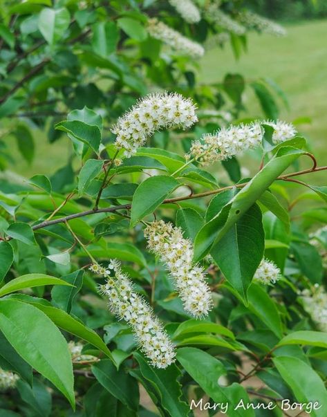 Prunus Serotina, Native Garden, North Texas, Butterfly Garden, Black Cherry, Flowering Trees, Trees And Shrubs, Native Plants, The Flowers