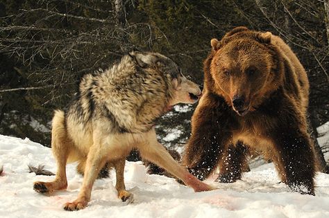 "AIEEEEEE"                                                  Wolf Challenges Feeding Bear Wolf Reference, Wolf Forest, Grizzly Bears, Brown Bears, Wolf Love, Wild Wolf, Wolf Pictures, Beautiful Wolves, Call Of The Wild