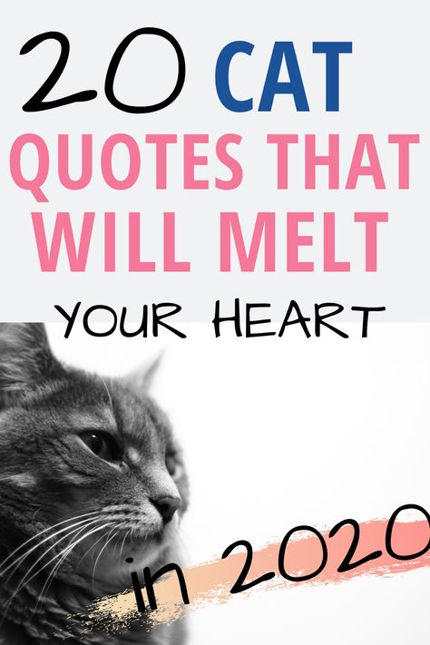 Qoutes About Cat Love, Cat Lovers Quotes Feelings, Cat Best Friend Quotes, Quotes About Kittens, Cat Quotes Inspirational, Cat Mum Quotes, Cat Love Quotes Feelings, Kitty Quotes Cute, Kitten Quotes Cute