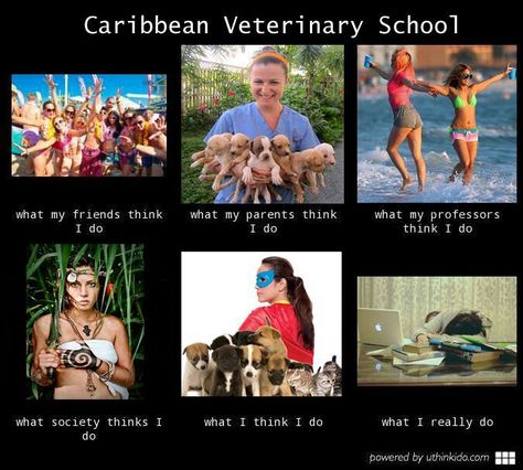 Vet school Veterinary Technician Humor, Vet School Humor, Veterinary Medicine Humor, Vet Pictures, Veterinary Humor, Medicine Humor, Vet Humor, Vet Tech Student, Vet Life