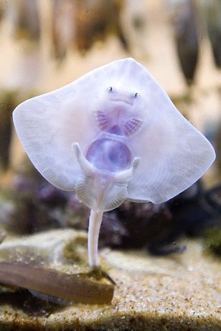 baby stingray | Found at an aquarium in Scotland. | James Watt | Flickr Baby Stingray, Tropical Fish, Stingray, Online Stores, Video Chat, Scotland, Fish