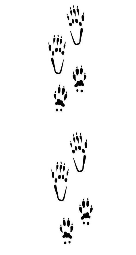 Raccoon Paws, Key Tattoo Designs, Raccoon Tattoo, North American Animals, Animal Footprints, Nature Studies, Key Tattoo, Beaded Hat Bands, Spotted Animals