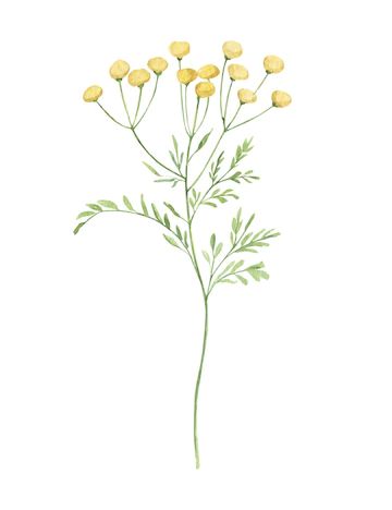 Premium Vector | Tansy flower watercolor botanical delicate meadow wildflower hand drawn Tansy Flower Tattoo, Tansy Flower, Meadow Drawing, Spring Drawing, Vector Photo, Flower Drawing, Watercolor Flowers, Graphic Resources, Wild Flowers