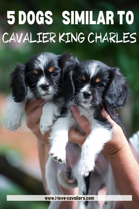 Mini King Charles Cavalier, Teacup Cavalier King Charles Spaniel, Kings Charles Cavalier Spaniel, Cavalier King Charles Spaniel Ruby, King Cavalier Spaniel Puppy, Cavalier King Charles Spaniel Haircut, Ruby King Charles Cavalier, King Charles Cocker Spaniel, English Cocker Spaniel Puppies