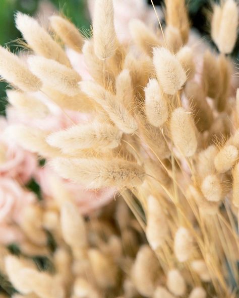 Mayesh Wholesale Florist on Instagram: ��“Hoppin’ into the weekend like 🐰🐰🐰 We have both dried & fresh Bunny Tail available! Which do you prefer? • • • #bunnytail #bunnytailgrass…” Coffee Wedding, Bride Flowers, Bunny Tail, Seasonal Flowers, Flower Bouquets, Types Of Flowers, Fall Flowers, Rehearsal Dinner, Rosemary