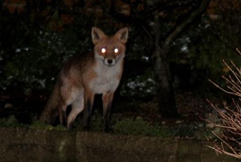 Fox At Night, Shino Aburame, Fox Eyes, Glowing Eyes, She Wolf, Southern Gothic, Red Fox, Teen Wolf, Dark Aesthetic