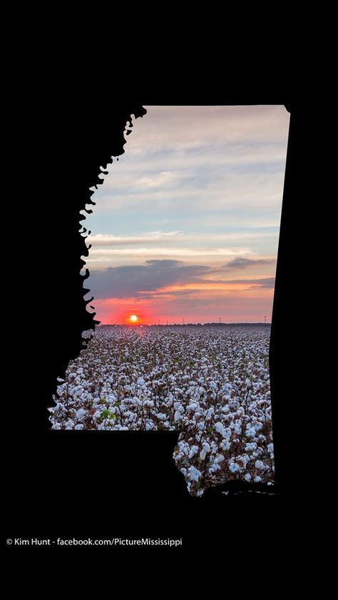 Mississippi cotton fields Mississippi Wallpaper, Beta Projects, Mississippi Outline, Mississippi Queen, Mississippi Travel, Natchez Mississippi, Oxford Mississippi, Mississippi Delta, Cotton Fields