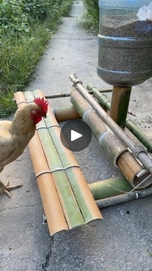 Pvc Chicken Feeder, Chicken Coups, Poultry Farm Design, Birds Eggs, Chicken Raising, Chicken Pen, Chicken Coup, Chicken Feeders, Raising Backyard Chickens