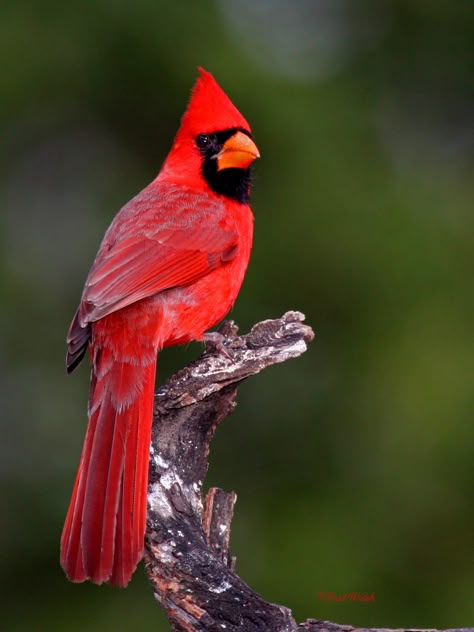 cardinal  | fred walsh photos: Northern Cardinal, male Red Bird Tattoo, Birds Photography Art, Red Bird Tattoos, Northern Cardinal, Bird Tattoo, Cardinal Birds, Red Bird, Backyard Birds, Bird Pictures