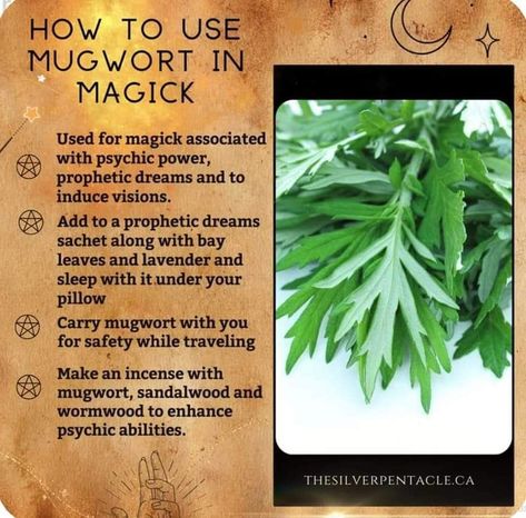 Herb Properties, Herb Magick, Witchy Plants, Magical Herbs Witchcraft, Medicinal Herbs Remedies, Herbs For Protection, Magickal Correspondences, Herbs Witchcraft, Herbal Benefits