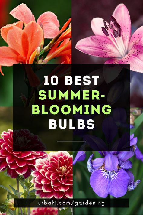 We often think of planting bulbs for spring coloring, but there are plenty of summer flower bulbs that can add color to the garden. Most summer bulbs are semi-tropical perennials.It is more common to see these flowers in warm climates, where most of the bulbs can be left in the ground throughout the year. But even gardeners who live in cold climates can enjoy bulbs that bloom in summer.Although they are often not hardy enough to stay in the ground year-round... Spring Flower Bulb Garden, Bulbs That Flower All Summer, Flower Bulbs To Plant In Spring, Summer Bulbs To Plant In Spring, Bulb Flowers Garden, Bulbs To Plant In Spring, When To Plant Bulbs, Bulbs Garden Design, Planting Bulbs In Spring