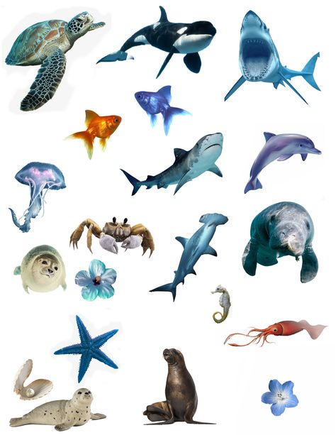 Marine Biology Stickers, Sea Animal Stickers, Fauna Marina, Animal Icon, Aquatic Animals, Marine Biology, Marine Animals, Animal Stickers, Ocean Animals