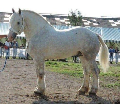 Percheron Horses, Horse Beautiful, Draft Horse, Horse Inspiration, Big Horses, Andalusian Horse, Horse Aesthetic, Black Horses, Most Beautiful Horses