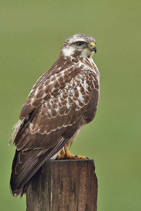 Common Buzzard (UK) | Managed to capture this little Beauty … | Flickr British Birds Of Prey, Common Buzzard, Fastest Bird, Red Kite, Buzzard, Birds Of Prey, Bald Eagle, German Shepherd, This Morning