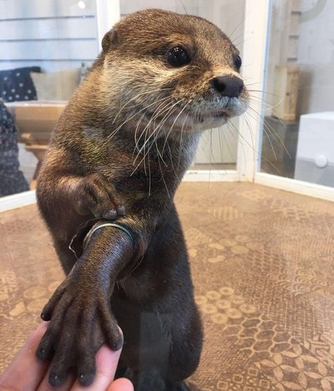 Otter Facts, Monterey Aquarium, Baby Sea Otters, Creature Marine, Otters Cute, Otter Love, Sea Otters, Baby Otters, River Otter