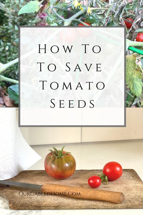 Save Tomato Seeds, Saving Tomato Seeds, Our Gabled Home, Varieties Of Tomatoes, Kitchen Window Sill, Modern Homesteading, Seed Saving, Tomato Garden, Tomato Seeds