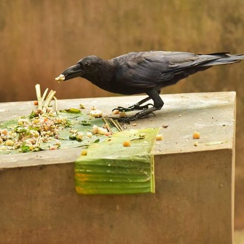 A crow feeds on a family's offering of boiled rice, ghee, jaggery, fruits, and vegetables. Feeding Crows, Crow Photography, Hindu Rituals, Black Crow, Animal Totems, Ap Art, Beautiful Gif, Crows, Black Bird