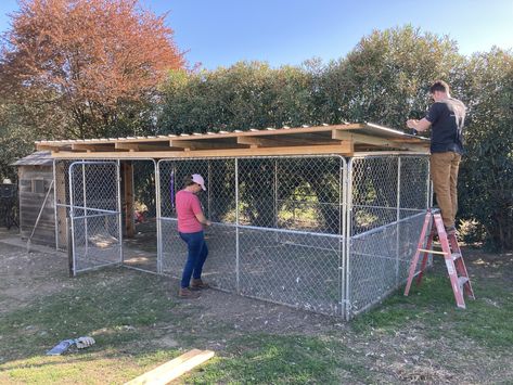 Chain-link dog kennels for run? | BackYard Chickens - Learn How to Raise Chickens Chicken Coop With Dog Kennel Run, Chicken Coop Chain Link Fence, Roof Over Dog Kennel, Diy Dog Pin Outdoor, Dog Kennel Turned Chicken Coop, Dog Run With Roof, Chicken Coop Out Of Dog Kennel, Diy Dog Run Outdoor, Chain Link Chicken Run