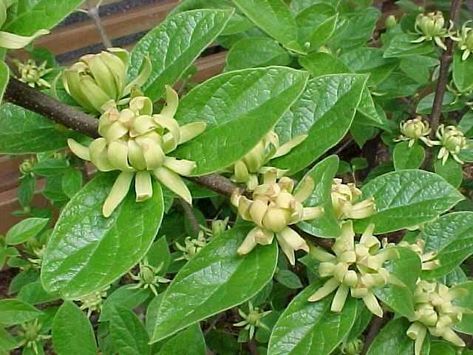 Calicanthus 'athens' Calycanthus Floridus, Black Petunias, Boxwood Tree, Deer Proof, Garden Diary, Butterfly Plants, Open Flower, Fragrant Plant, Longwood Gardens