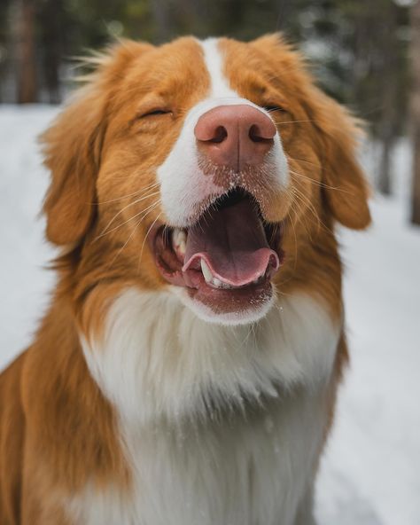 Two very serious tollers that are definitely serious because we told them to be and not because I’m flailing my arms behind the camera with treats in my hands trying to keep their attention long enough to get a picture (jk they’re too silly for that). We took advantage of the nicer day today and took the boys out for a good hike in the snow! Hope everyone else had a good weekend 😊 #adventure #adventuredogs #coloradodogs #dogsofcolorado #hike #hikingwithdogs #goldengatecanyonstatepark #tolle... Duck Toller, Duck And Dog Friends, Dog With Ducklings, Scotia Duck Tolling Retriever, Duck Hunting Dogs, Nova Scotia Duck Tolling Retriever, Have A Good Weekend, Nova Scotia, Best Hikes