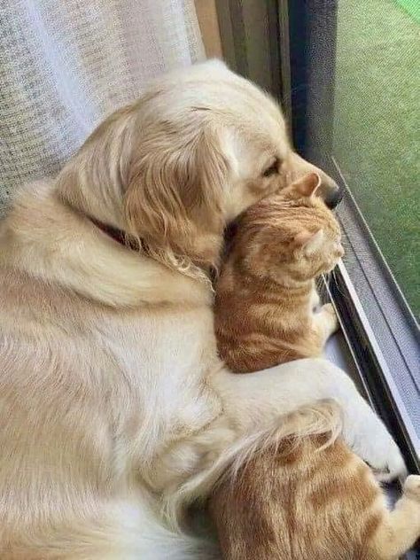 Dogs Hugging, Dog Cuddles, Animals Friendship, Funny Cats And Dogs, Dog And Cat, Cats And Dogs, Cute Cats And Dogs, Cool Pets, 귀여운 동물