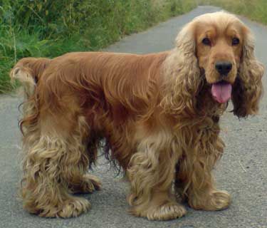 Golden Cocker Spaniels Are Our Favourite Cockers! Golden Cocker Spaniel, Golden Cocker, Dog Standing, Working Cocker, Animal Instinct, American Cocker Spaniel, Cocker Spaniel Puppies, Cocker Spaniel Dog, English Cocker