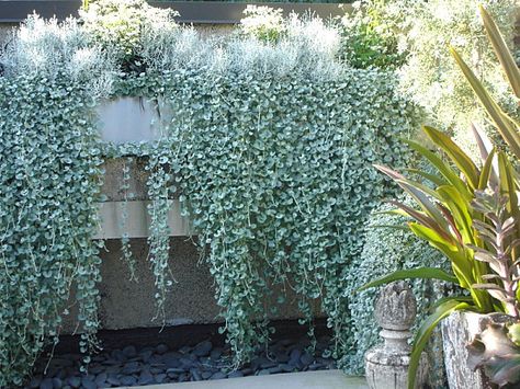 Best sun tolerant plants: Silver falls dichondra shimmers and cascades. his trailing plant is a silvery blue-green. It’s hard to believe that something so enchanting could be heat- and drought-tolerant! While “Silver Falls” (also known as “silver ponyfoot”) loves full-sun conditions, I’ve included it in three of my part-sun planters, and it’s absolutely thriving. [from Southlands Nursery] Silver Falls Plant, Cascading Planter, Silver Falls Dichondra, Full Sun Container Plants, Lysimachia Nummularia, Clematis Armandii, Sun Loving Plants, Full Sun Plants, Silver Falls