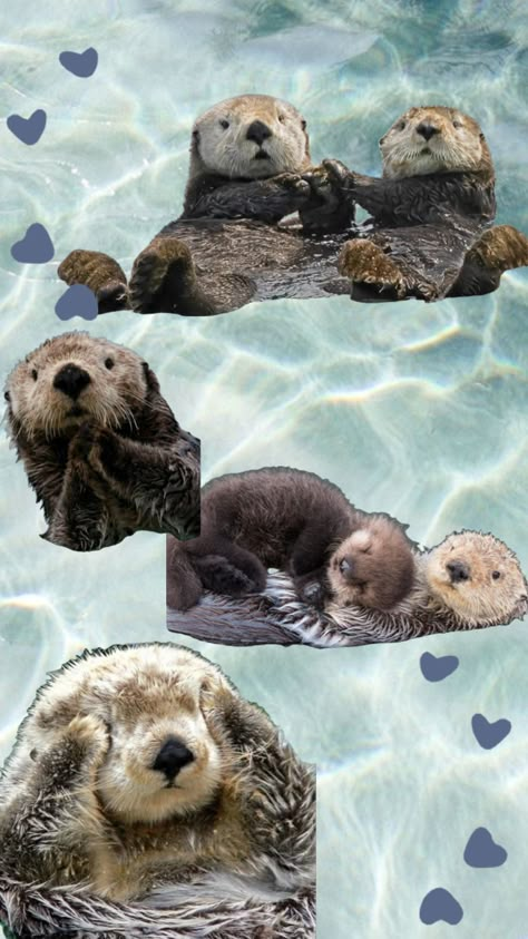 Cute Otter Wallpaper Iphone, Sea Otter Wallpaper Iphone, Sea Otter Wallpaper, Otter Wallpapers, Otters Hugging, Otter Cartoon, Phone Paper, Cartoons Animals, Animales Cute