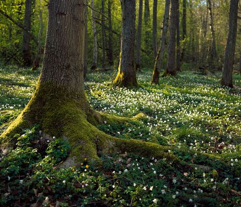 Please check out my new set The Forest   blog | www.gblog.se instagram | gustaf_emanuelsson Foto Muro Collage, 숲 사진, Nature Aesthetic, Enchanted Forest, Pretty Places, Narnia, Green Aesthetic, Tolkien, In The Woods