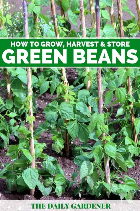 How to Grow Green Beans in Your Garden? Planting Green Beans, Green Bean Trellis, Green Beans Garden, Garden Green Beans, Grow Green Beans, Bean Trellis, Bean Garden, Growing Green Beans, Garden Tricks