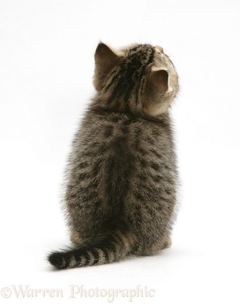 Tabby kitten, back view photo WP09932 Cat Photos References, Cat Reference Photo, Kitten Reference, Cat Back View, Cat White Background, Cat Poses, Cat References, Cat Reference, Tabby Kitten