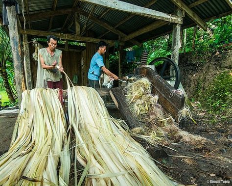 musa Textillis Native Products, Banana Fabric, Healthy Food Recipies, Textile Shop, Folk Crafts, Banana Fiber, Healthy Foods To Make, Flax Weaving, Banana Plant