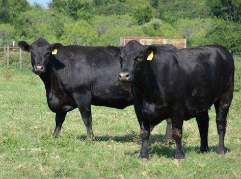 Black Angus Cows, Cow Reference, Angus Cows, Black Angus Cattle, Angus Cow, Aberdeen Angus, Cattle Barn, Hereford Cattle, Cowboy Life