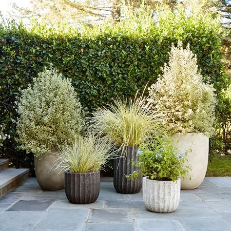 Large Outdoor Planters & Outdoor Flower Pots | Williams Sonoma