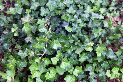 Ground ivy (Glechoma hederacea), also called creeping Charlie, has rounded, aromatic leaves with scalloped edges, stems that are square in cross section and small purple spring... Ivy Plant Indoor, Ground Ivy, Purple Spring Flowers, Killing Weeds, Salt And Vinegar, Ivy Vine, Yard Plants, English Ivy, Ivy Plants