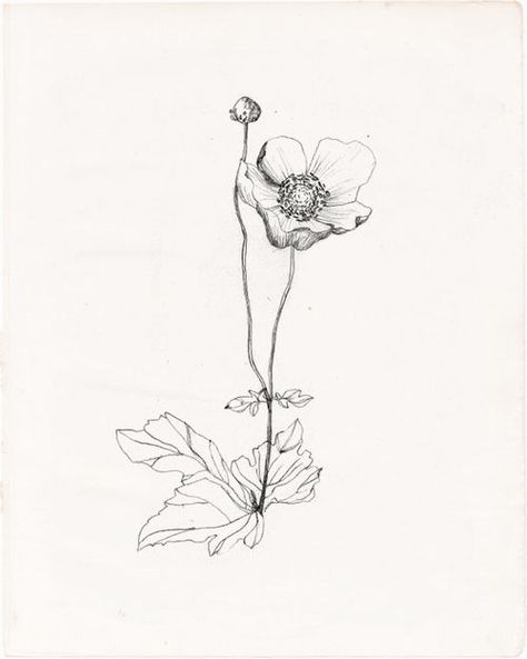 Best Flowers Images, Anemone Tattoo, Wildflower Drawing, Wildflower Tattoo, Poppies Tattoo, Flower Sketches, Plant Drawing, Flower Tattoo Designs, Botanical Drawings