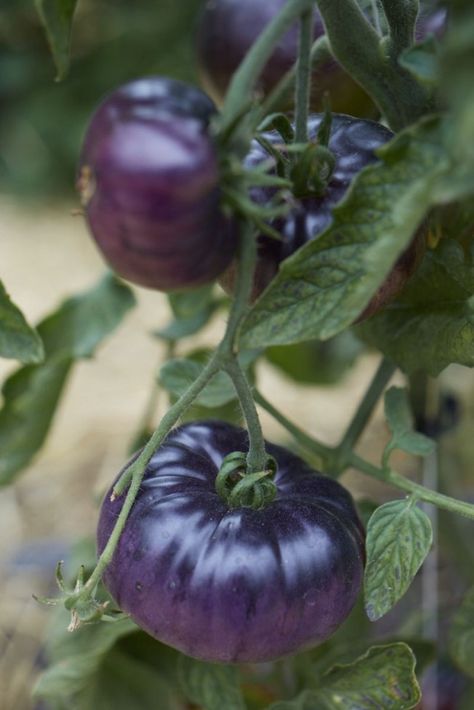 There are 60 varieties of tomatoes growing in the French Laundry Garden. Laundry Garden, Tomatoes Growing, Purple Tomato, Growing Tomatoes From Seed, The French Laundry, Varieties Of Tomatoes, Potager Garden, French Laundry, Heirloom Vegetables